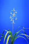 金賞　荒城の月