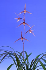 芳雲