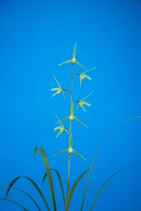 優勝：百香の華