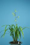 青：白楽天