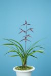 流歌：小品鉢桃・紅・黄