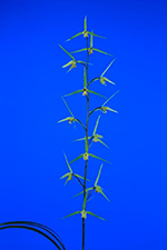 mqLOc܁i߁j